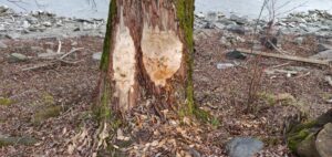 Tree with teeth marks on it where the beavers have chewed off the bark